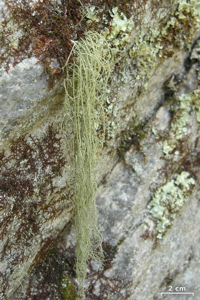 Usnea subscabrosa