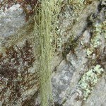 Usnea subscabrosa