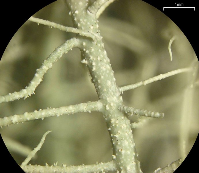 Usnea subscabrosa