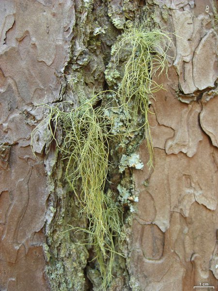 Usnea subscabrosa