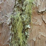Usnea subscabrosa