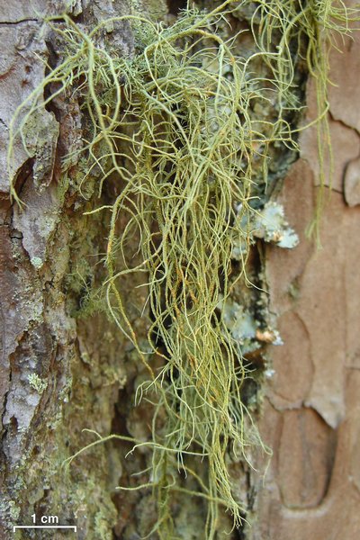 Usnea subscabrosa