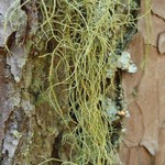 Usnea subscabrosa