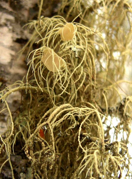 Usnea substerilis