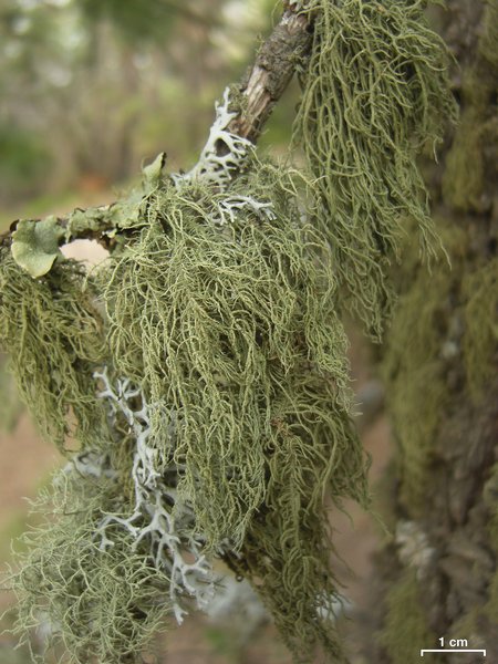 Usnea substerilis