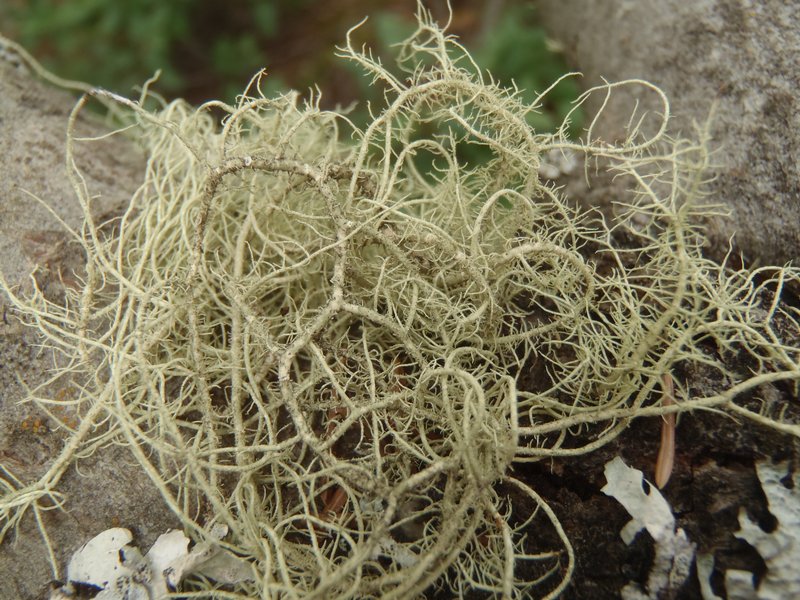 Usnea substerilis