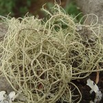 Usnea substerilis