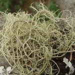 Usnea substerilis