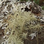 Usnea substerilis