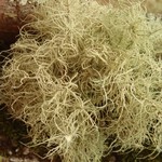 Usnea substerilis