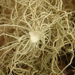 Usnea substerilis