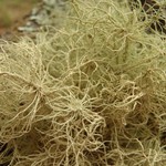 Usnea substerilis