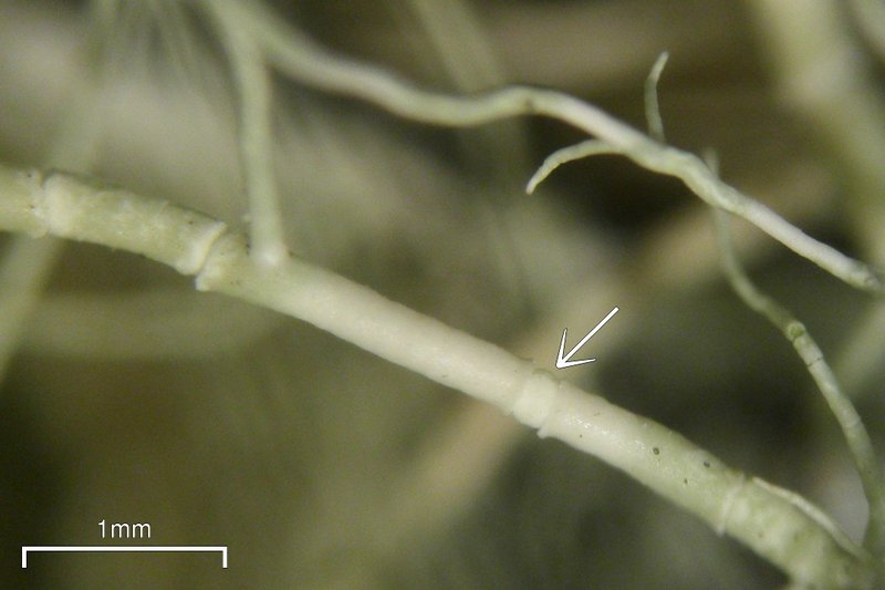 Usnea trichodea