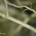 Usnea trichodea