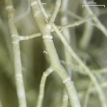 Usnea trichodea