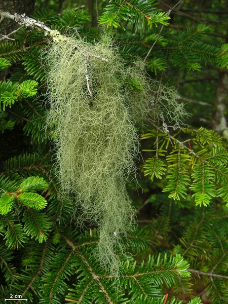 Usnea trichodea