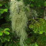 Usnea trichodea