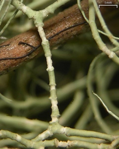 Usnea trichodea