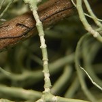 Usnea trichodea