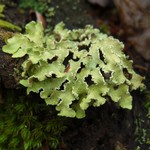 Usnocetraria oakesiana