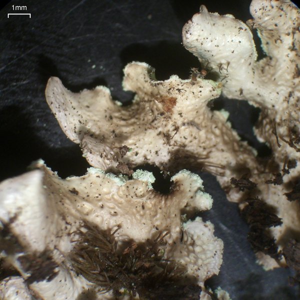 Usnocetraria oakesiana