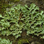 Usnocetraria oakesiana