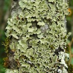 Usnocetraria oakesiana