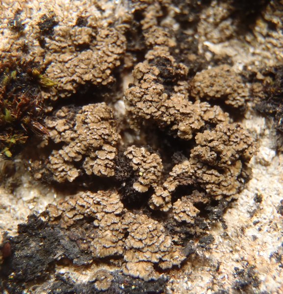 Vahliella californica