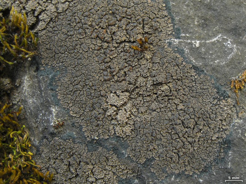 Vahliella leucophaea
