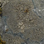 Vahliella leucophaea