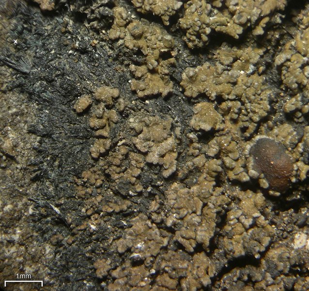 Vahliella leucophaea