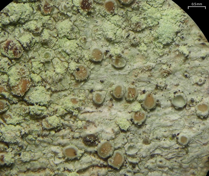 Vainionora americana
