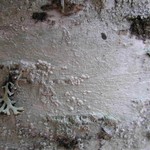 Varicellaria rhodocarpa