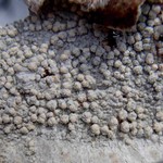 Varicellaria rhodocarpa