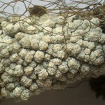 Varicellaria rhodocarpa