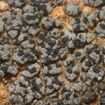 Verrucaria bernardinensis
