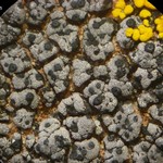 Verrucaria bernardinensis