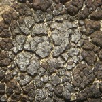 Verrucaria bernardinensis
