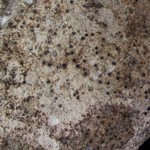 Verrucaria calkinsiana