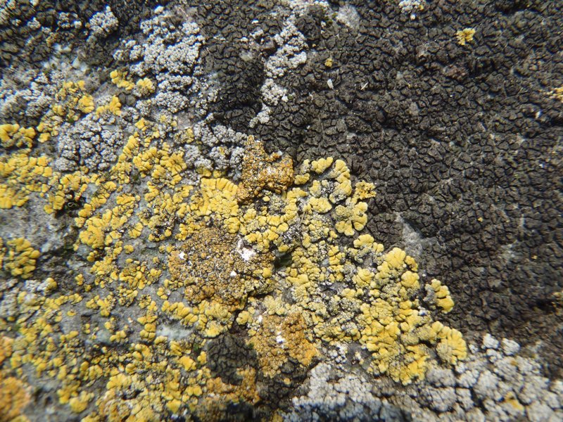 Verrucaria ceuthocarpa