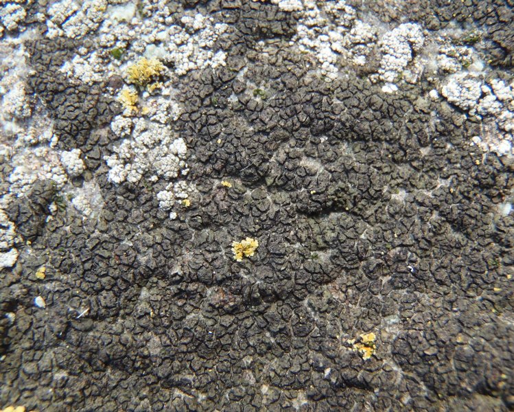 Verrucaria ceuthocarpa