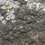 Verrucaria ceuthocarpa