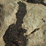 Heteroplacidium compactum