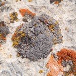 Heteroplacidium compactum