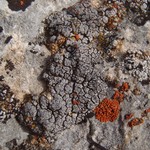 Heteroplacidium compactum