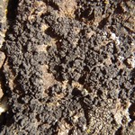 Verrucaria epimaura