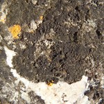Verrucaria epimaura