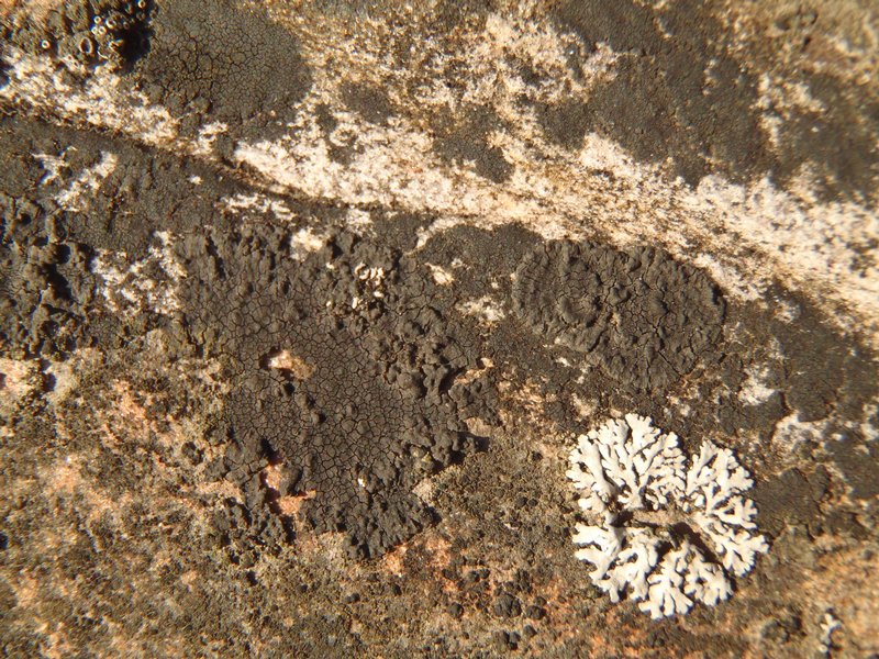 Verrucaria epimaura