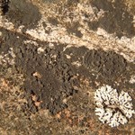 Verrucaria epimaura