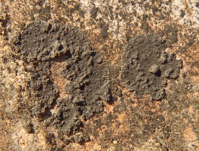 Verrucaria epimaura